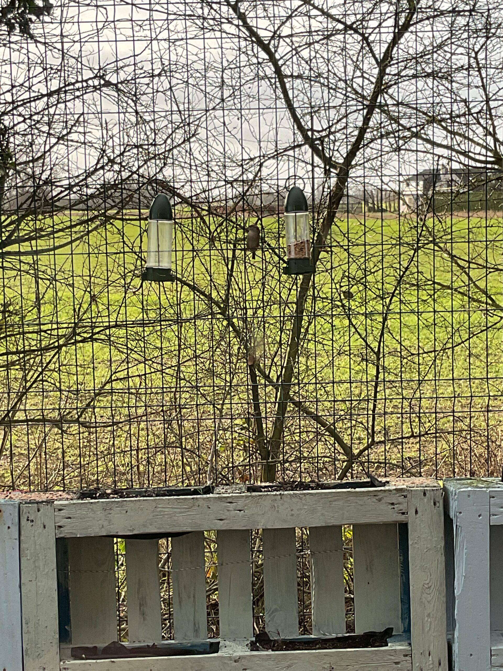 Learners engaging with nature as part of the National Bird Count at Allerthorpe Special Educational Needs School.